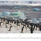 Kalenderblatt mit dem Monat "1" und den Tagen 1 bis 31. Pinguine auf Eis mit Eisbergen im Hintergrund.