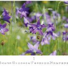 Eine Kalenderseite mit den Zahlen 1 bis 31 und lila Glockenblumen auf einer Wiese im Hintergrund.