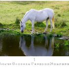1, 2, 3, 4-10, 11-17, 18-23, 24, 25-31. Ein weißes Pferd trinkt aus einem ruhigen Teich, umgeben von grünem Gras.