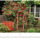1, 2, 3... 31 unten; rote Rosen, rankende Pflanzen, Holzfassade, roter Zaun und Leiter, Fenster, ländliche Szene.