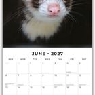 JUNE 2027; Kalender; Oberhalb ein Frettchen mit aufmerksamem Blick. Wochenbeginn Sonntag, Feiertage und Notizbereich vorhanden.