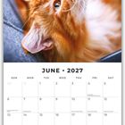 Kalenderblatt: Juni 2027. Bild zeigt eine rote Katze, die entspannt auf dem Rücken liegt.