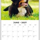 "JUNE 2027" oben und Kalendertage. Ein Berner Sennenhund liegt auf grünem Gras. Im Hintergrund unscharfes, grünes Laub.