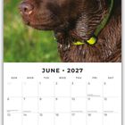 Kalenderblatt für Juni 2027 mit Feiertagen. Ein brauner Hund mit einem grünen Halsband im Vordergrund.