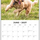 Kalender für Juni 2027, oberhalb ein spielender Lockenhund auf grünem Gras. Feiertage sind eingetragen.