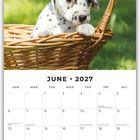 „June 2027“ Kalender mit Dalmatiner-Welpe in einem Korb auf einer Wiese.