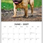 Text: "June 2027" und Kalendarium unten. Bild zeigt eine fröhliche Bulldogge auf einer Wiese.