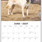 Juni 2027 Kalenderseite, oben ein fröhlicher Labrador im Freien. Feiertage sind darunter aufgelistet.