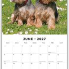 Juni 2027 Kalenderblatt, oben zwei sitzende Hunde auf einer Wiese mit Gänseblümchen.