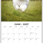 Juni 2027 Kalender, ein zotteliger, weißer Hund rennt durch grünes Gras.