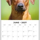 Text: Juni 2027. Ein brauner Hund mit gefalteten Ohren blickt in die Kamera vor grünem Hintergrund.