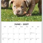 Juni 2027 Kalender mit Feiertagen, oben ein Welpe auf grünem Gras.
