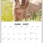 Text: "June 2027" und Kalendertage. Oben: Hund, liegt auf einer Wiese. Hintergrund: verschwommenes Grün.