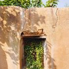 Eine alte, beige Wand mit Rissen. Ein kleines Fenster ist mit Kletterpflanzen bewachsen. Oben ragen Blätter über die Mauer.