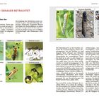 INSEKTEN – GENAUER BETRACHTET. Prinzipieller Aufbau des Insektenkörpers. Fotos zeigen verschiedene Insektenarten.