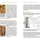 Seitenzahlen 28 und 29, Thema: "Wie varroaresistente Völker..." Überschrift: "2) Ausräumen parasitierter Puppen ..." Diagramm über verdeckte Arbeiterinnenbrut.
