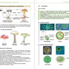 Texte im Bild erwähnen Bau der Ständerpilze und Grünalgen. Abbildungen von Pilzen und Algen sind dargestellt.