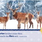 "Warten berührt unser Herz. Es macht das Herz weit. Anselm Grün." Vier Hirsche im verschneiten Wald, eine gelbe Stern-Zahl "2".