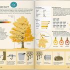 Texte: "SÜSSER SAFT", "Maple Facts", "Sirupgewinnung", "Kanadischer Sirupstärkegrad".  
Darstellung: Baum und Infografiken zu Ahornsirup.