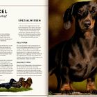 Links "DACKE" und "Mutiger Sturkopf", rechts ein detailliertes Bild eines Dachshunds, der nach vorne schaut.