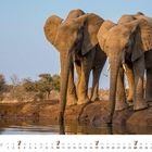 Text: Januar und Kalendertage. Zwei Elefanten trinken Wasser an einem Ufer mit Bäumen im Hintergrund.