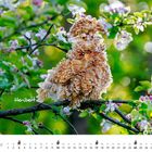 Heribert. Kalender für Januar. Ein flauschiges Huhn sitzt auf einem blühenden Ast inmitten von grünem Laub.