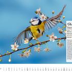 Blaumeise, Cyanistes caeruleus, 11,5 cm groß. Illustration: Blaumeise breitet Flügel auf blühendem Ast aus. Januar Kalender.