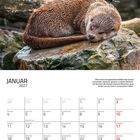 „JANUAR 2027. Otter in Folklore. Schlafender Otter auf Stein.“ Kalender.