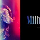 „Milhouse Drummer“ in buntem Text auf schwarzem Hintergrund. Ein Hund mit Perücke in farbigem Licht.