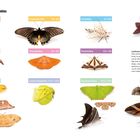 "Quickfinder Lepidoptera superfamilies" mit farbcodierten Abschnitten und Schmetterlingen zur Veranschaulichung.