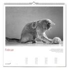 "Februar" ist abgebildet. Ein Zitat über ein neues Buch. Eine Katze spielt mit einem Wollknäuel auf einem Tisch.