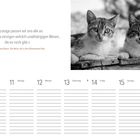 Zitat über die Unabhängigkeit von Katzen. Kalenderwoche vom 10. bis 16. Mai. Foto: Zwei Katzen entspannt auf Holz.