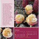 Links ein Text über Aufschwung von Doro Zachmann. Rechts ist der Januar-Kalender, unten sind gelbe Rosen mit Frost.