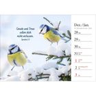 "23. & 53. KW 2026. Gnade und Treue sollen dich nicht verlassen. Zwei Blaumeisen auf verschneiten Ästen."
