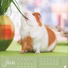 Text: "Jan", Kalendertage für Januar. Ein Meerschweinchen knabbert an einem Grashalm neben einer Vase.