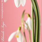 Text: "Galanthus nivalis 'Blonde Inge' Schneeglöckchen 'Blonde Inge'." Illustration von weißen Schneeglöckchen vor rosa Hintergrund.