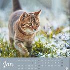 Text: "Jan", Kalender mit Monatsübersicht. Eine getigerte Katze läuft durch schneebedecktes Gras.