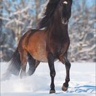 „Januar“ steht in eleganter Schrift. Ein Pferd galoppiert dynamisch durch tiefen Schnee, energische Pose und wehende Mähne.