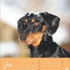 Kalender für Januar mit einem Dackel, der Schnee auf dem Kopf hat. Hintergrund unscharf.