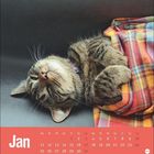 "Jan" steht oben auf einem Kalenderblatt. Eine schlafende Katze liegt eingekuschelt in einem bunten Tuch.