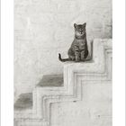 Text "01" und darunter Daten von 1 bis 31. Eine Katze sitzt auf einer Treppe vor einer strukturierten Steinwand.