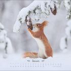 "Januar" steht unter einem roten Eichhörnchen im Schnee, das an einer schneebedeckten Tannenzapfenzweig schnuppert.