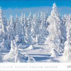 Kalender: Januar. Zahlreiche schneebedeckte Bäume unter blauem Himmel.