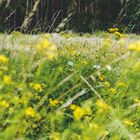 Ein grünes Feld mit gelben Blumen im Vordergrund, dahinter ein dichter Wald.