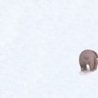 Ein einzelner Bär von hinten, der über eine weite, schneebedeckte Fläche läuft.