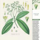 Text oben: "Lauraceae", Mitte: "Cinnamomum Cassia Blume". Rechts: Kalender mit "JANUAR 1. WOCHE". Illustration von Zimtbaum.