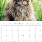 2027 Kalenderseite für Juli in fünf Sprachen. Große Katze mit langem, flauschigem Fell im grünen Gras.