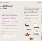 Lästige Mitesser: Schnecken. Tipps gegen Schneckenplage. Kupferband, Mulchen, Schneckenkragen und Tigerschnegel als Maßnahmen.