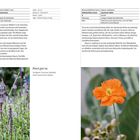 Texte oben: Informationen zu "Nepeta racemosa 'Walker's Low'" und "Papaver rupifragum". Unten Bilder von violetten Blumen und orangener Blume.
