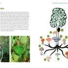 Texte: "Birke", "Merkmale: Rinde weiß mit schwarzen Rissen", "Gute Partner, schlechte Partner – Bäume und ihre Pilze", "PILZHIGHLIGHTS unter und an Birken". 

Links: Fotos von Birkenrinde und Blättern, rechts: Illustrationen von Pilzen unter einem Baum.